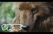 Bear - zabójczo zabawny film krótkometrażowy