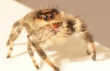 Brytyjscy naukowcy wytresowali pająka, by skakał na ich żądanie [ENG]