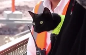 Ten kot "pracuje" na budowie i podbija internet!