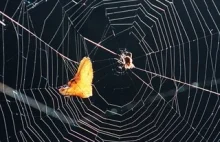 Sztuczna inteligencja rozpoznaje pajęcze sieci
