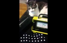 Radioaktywny kot