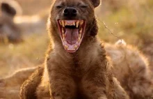 Hiena - najsilniejsze szczęki wśród ssaków.