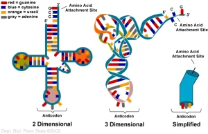 Analiza RNA i aminokwasów przybliża do odkrycia początków życia na Ziemi