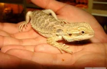 AGAMY, AGAMA BRODATA Pogona vitticeps Zoomia.pl