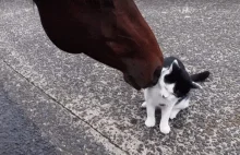 Koń zjada kota żywcem! +18