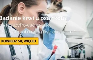 Badanie krwi u psa i kota: jak rozszyfrować wyniki [PRZEWODNIK]