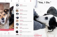 Aplikacja inspirowana Tinderem pomaga psom w schroniskach znaleźć nowy dom