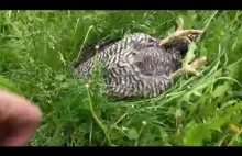 Kura przyłapana na spaniu w trawie