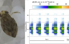 Maleńki wodny owad bije rekordy głośności dzięki penisowi