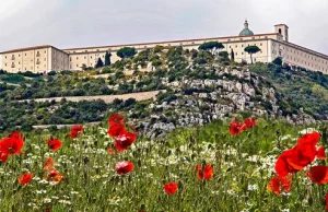 Czerwone maki na Monte Cassino - blog dziennikarzobywatelski