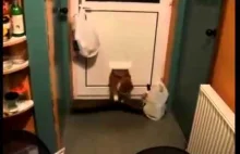 Tłusty kot vs. Drzwi