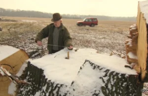 Wycinka 300 nawet 200-letnich dębów na obszarze Natura 2000 pod Siedliskiem