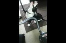 Dogs And Hoovers Funny Compilation