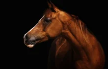 Najwspanialsze konie wyścigowe na świecie