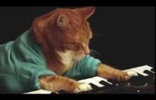 Bento, "Keyboard Cat" zakończył swój żywot na początku marca.
