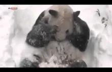 Nawet Panda cieszy się ze śniegu.