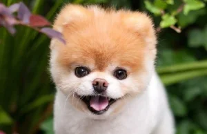 Nie żyje Boo, "najsłodszy pies na świecie"