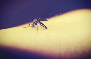 Stworzą komary, które zniszczą swój gatunek. Bill Gates wspiera projekt