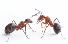 Małe mrówki i ich wielkie mózgi