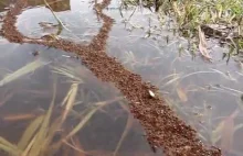 Niesamowita żywa konstrukcja – mrówki budują most z własnych ciał