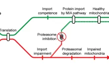 Naukowcy z CeNT UW odkryli nowy mechanizm powstawania chorób mitochondrialnych
