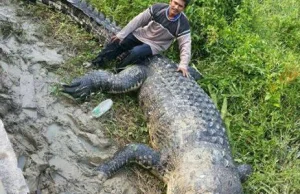 W Malezji znaleziono martwego, ogromnego krokodyla.