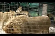 Co robi pies w klatce pełnej lwów?