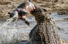 Okrutne dla ludzkiego oka polowanie krokodyla na małego hipopotama.