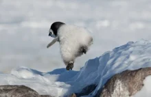 Pingwinowe upadki