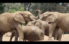 Grające słonie - San Diego Zoo Safari Park