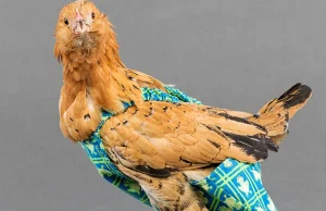 Luksusowe pieluchy dla kurczaków.