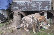 Schorowany pies na metrowym łańcuchu mieszkał w beczce