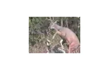 Whitetail Deer attacks Hunter