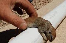 Uratował topiącą się wiewiórkę poprzez RKO [Zdjęcia, Film]