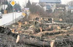 Kraków zamienia się w pole trocin, bo mandatów za wycinkę nie ma