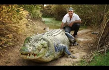 Karmienie dużego krokodylka