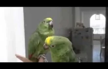 Drunken parrot/пьяный попугай/Pijane papugi