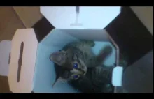 Kitty play inside the box!