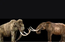 Jaka jest różnica między Mamutem, a Mastodontem