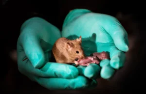 Stało się! Urodziły się myszy wyłącznie od dwóch samic!
