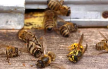 Pestycydy neonikotynoidowe zabijają pszczoły - bezsporne dowody
