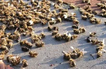 12 tysięcy martwych pszczół... byle tak dalej.