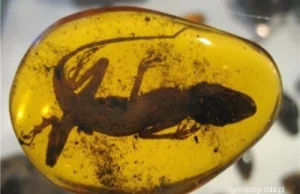 Naukowcy znaleźli bursztyn z jaszczurkami sprzed 99 milionów lat
