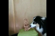 Człowiek vs pies w popularną grę Jenga