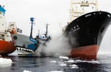 Kolizje na morzu - ekolodzy kontra wielorybnicy