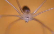 Nasosznik trzęś - najpopularniejszy pająk w polskich domach