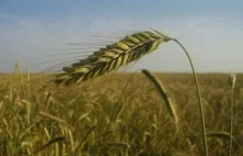 Susza na Bałkanach: Ponad miliard euro strat w rolnictwie