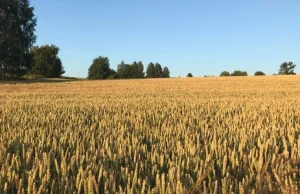 Spore straty rolników. Susza dotknęła ponad milion hektarów upraw