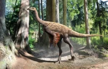 Odkryto skamielinę dinozaura z zachowanymi piórami