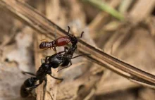 Na wojnie mrówki ratują wszystkich swoich rannych
